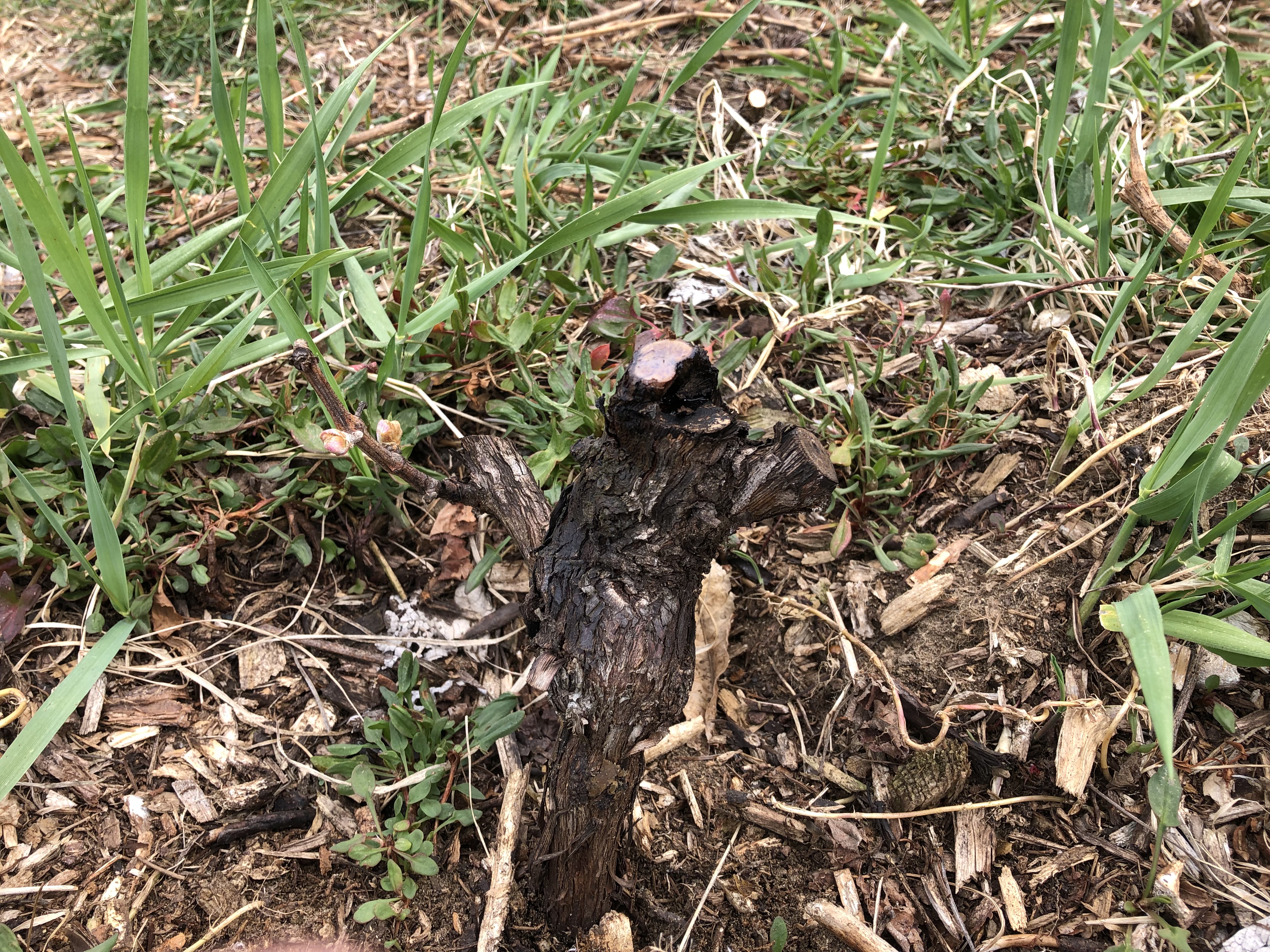 Close up of Cabernet franc grapevine in a southwest Michigan vineyard damaged by 2019 Polar Vortex and pruned back to living buds originating from spurs at the trunk base